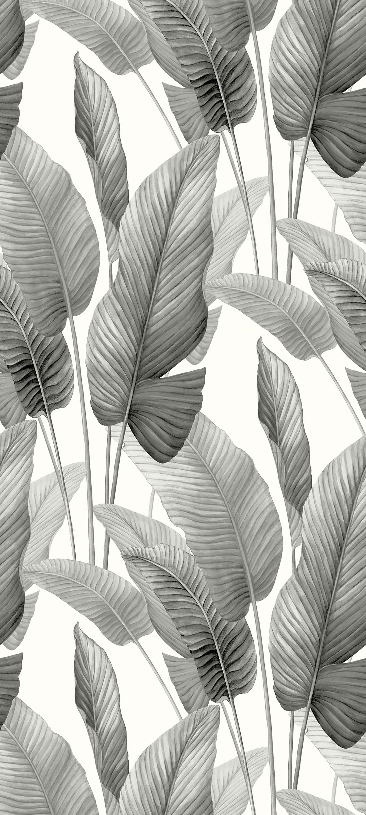 Monochrome illustration of overlapping leaves on a light background, perfect as Lace Leaf Wallpaper.
