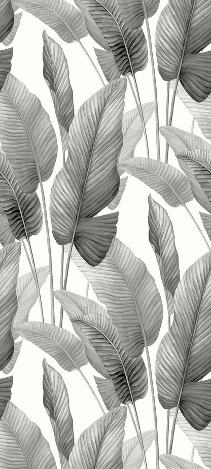 Monochrome illustration of overlapping leaves on a light background, perfect as Lace Leaf Wallpaper.