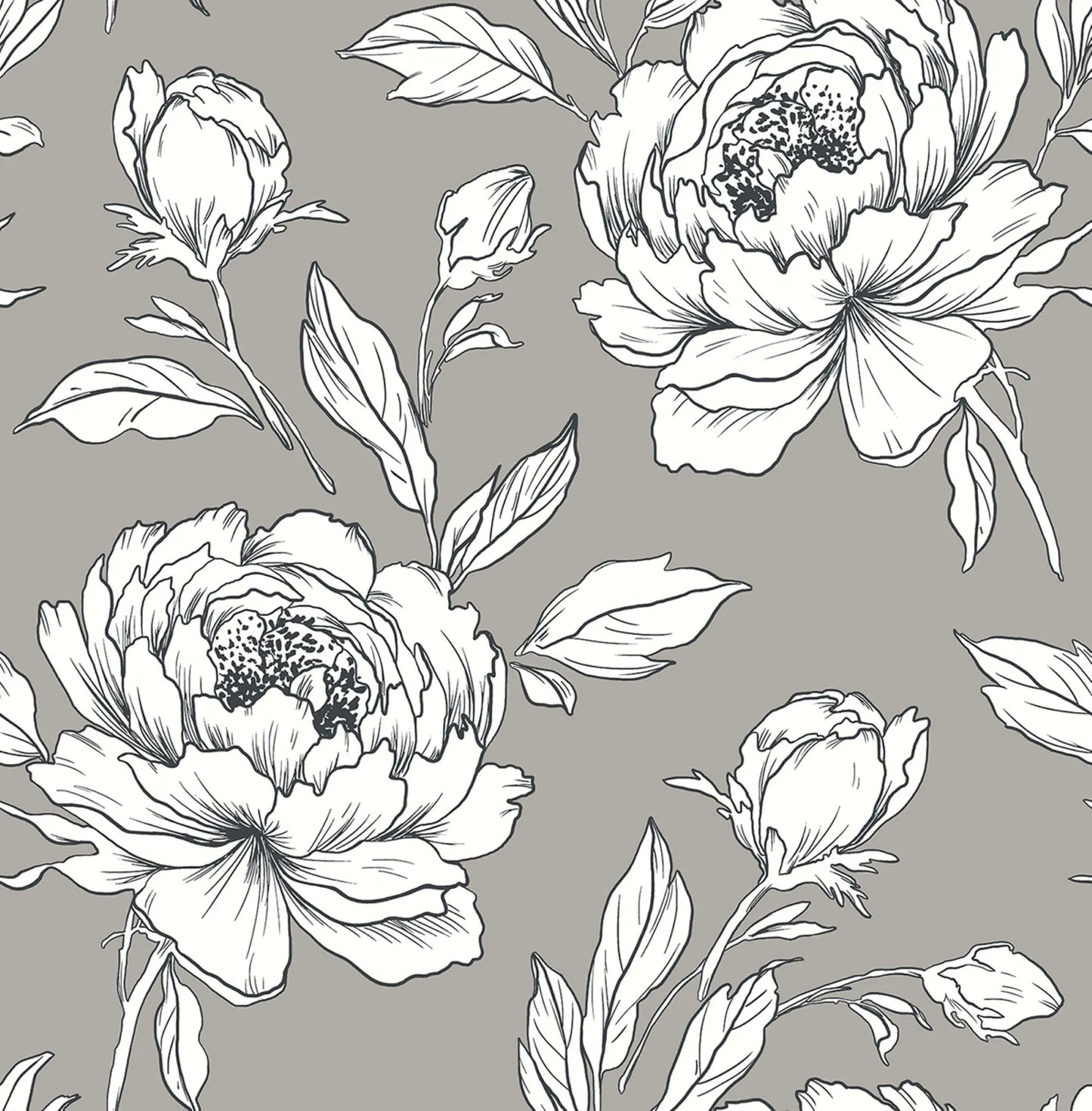 Peony Flower Wallpaper